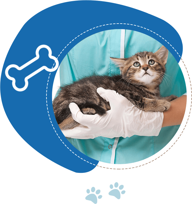 A kitten is held by a person wearing a teal uniform and white gloves.