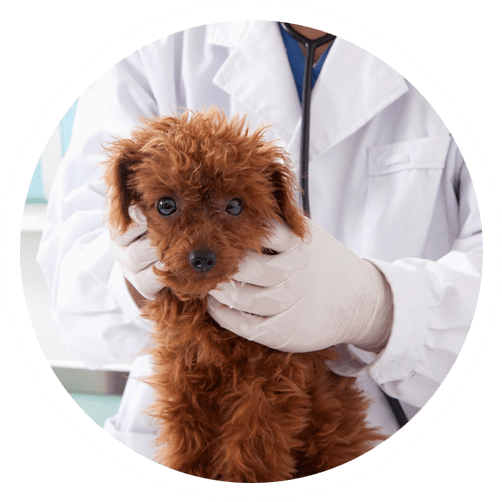 A person in a white lab coat and gloves holds a small brown curly-haired dog.