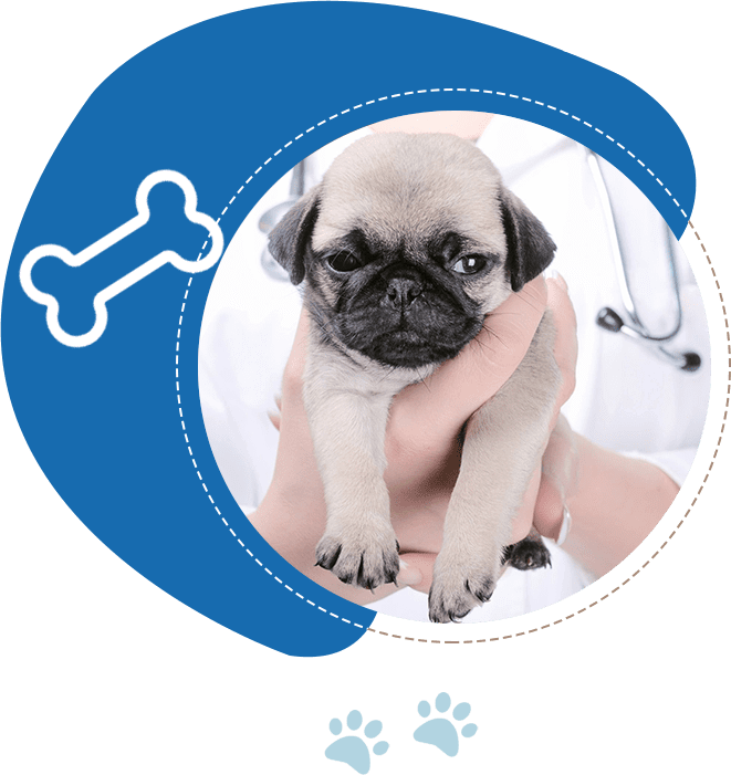 Person in a medical uniform holding a small, light-colored pug puppy with a stethoscope visible in the background.