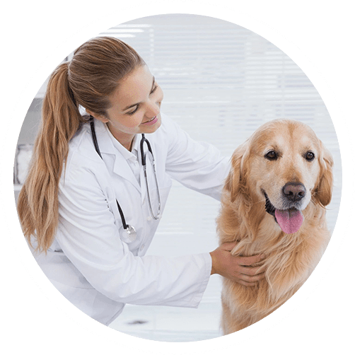 A veterinarian wearing a white coat and stethoscope around her neck smiles while examining a happy Golden Retriever.