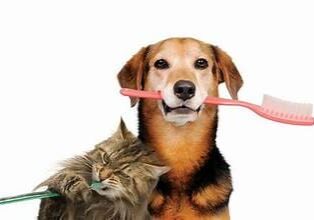 catdogdental