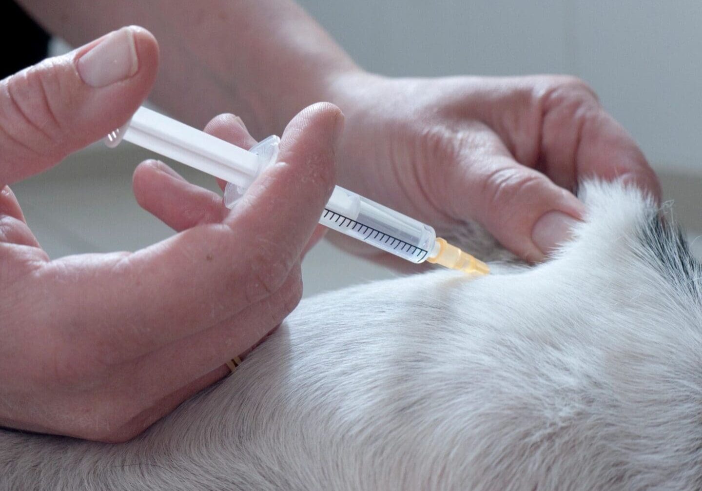 A person administers an injection to a dog by holding a syringe and inserting it into the dog's skin.