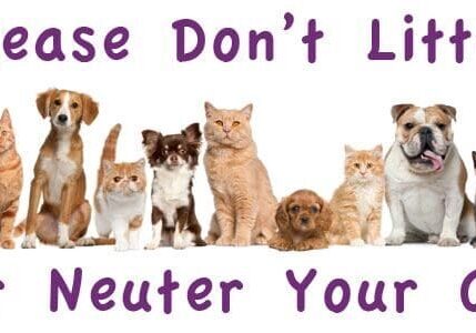 spayneuter-1
